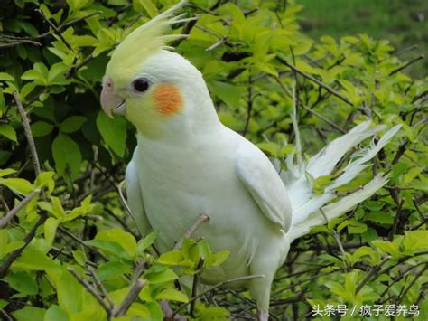 嚇死鳥|鸚鵡的40幾種死法，每種都很容易被人忽略